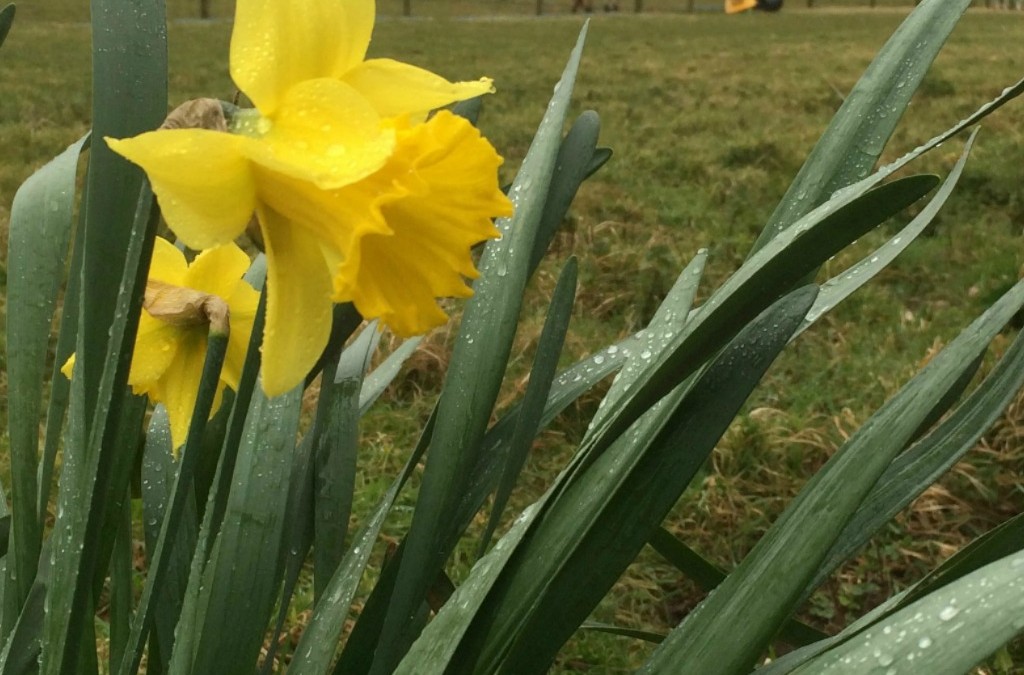 Daffodils at Easter