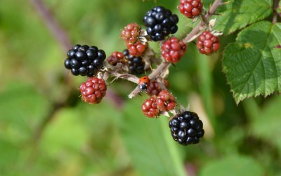 Baking with Blackberries