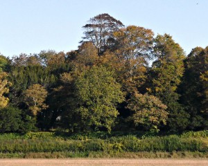 Tallest Broad leaved tree in Britain