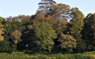 London Great Plane tree