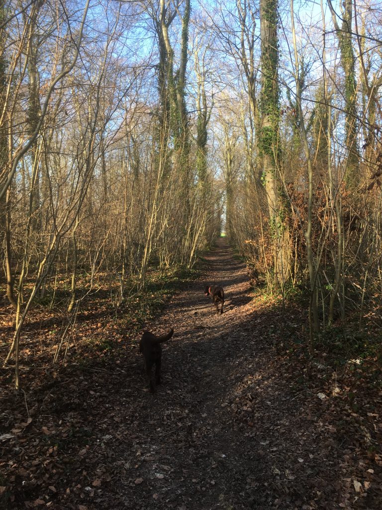 walking at Lower Bryanston Farm B&B