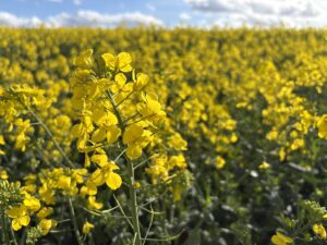 Oilseed Rape at Lower Bryanston Farm in April