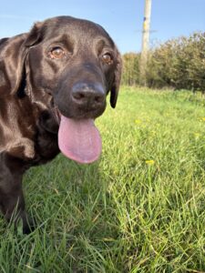 Millie the resident dog at Lower Bryanston Farm